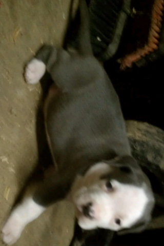 Frank's iPhone 3GS – Photo 3