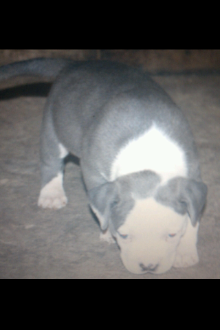 Frank's iPhone 3GS – Photo 4