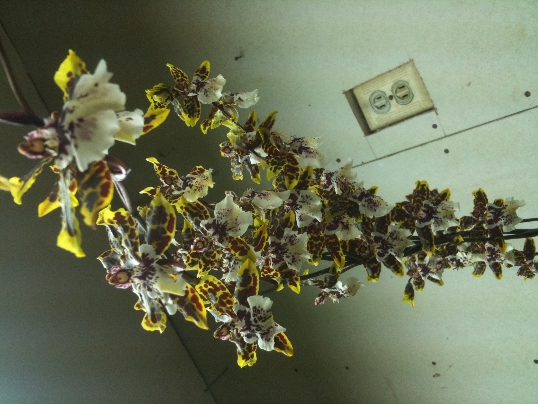 Frank's iPhone 3GS – Photo 27